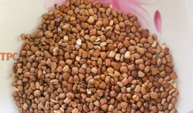 brown beans for Adalu, beans and corn porridge