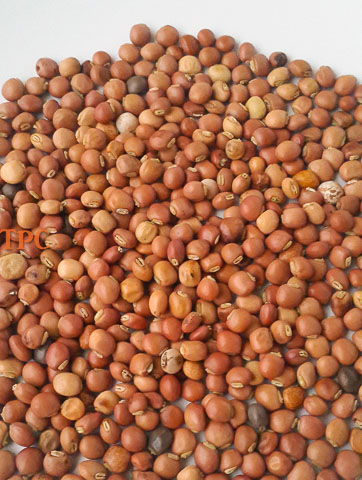 brown fiofio for fiofio pigeon peas