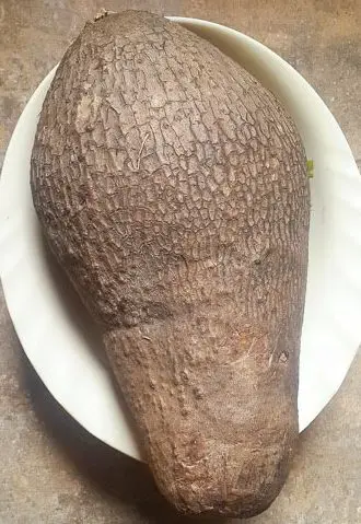 Tuber of water yam for ojojo water yam fritters