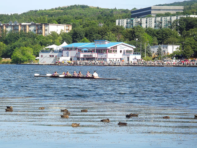 st. john's regatta (newfoundland tea buns)