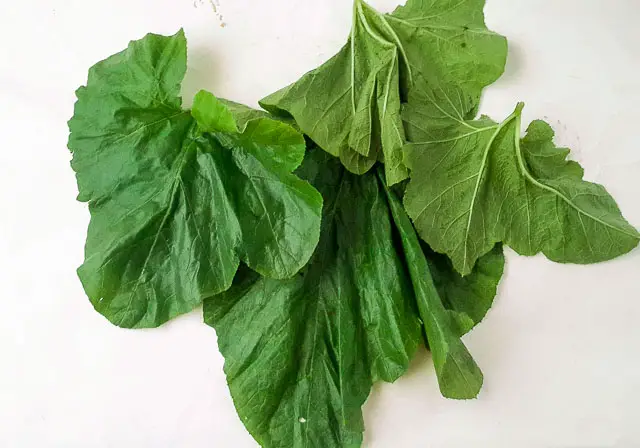 a close up of ugbogoro leaf