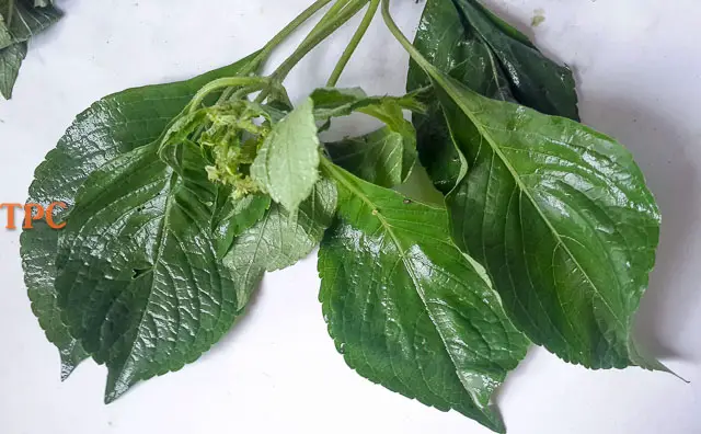 scent leaf for plantains porridge