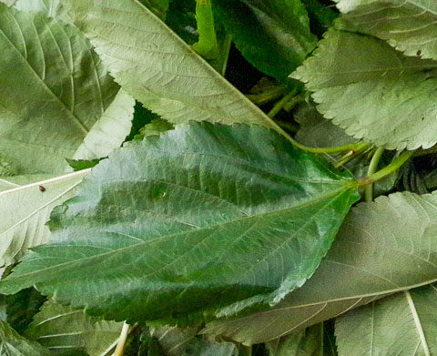 arirala for vegetable yam (ji akwukwo)