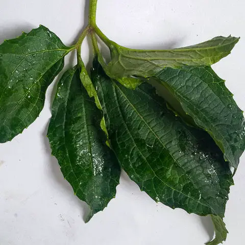ugu (pumpkin leaves) for vegetable yam (ji akwukwo).