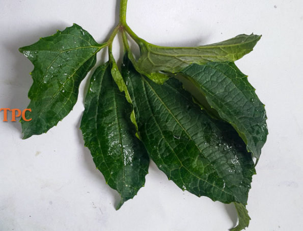 ugu (pumpkin leaves) for vegetable yam (ji akwukwo).