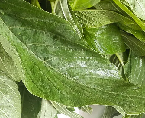 Green amaranth for vegetable yam (ji akwukwo)