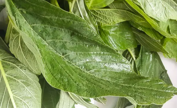 Green amaranth for vegetable yam (ji akwukwo)