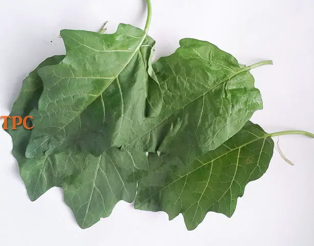 Anala leaf