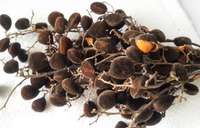 Black velvet tamarind