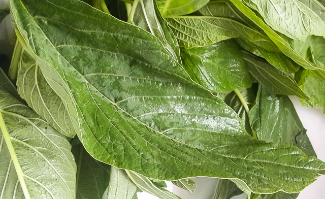 Green Amaranth