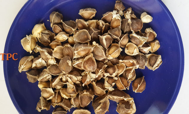 Moringa seed