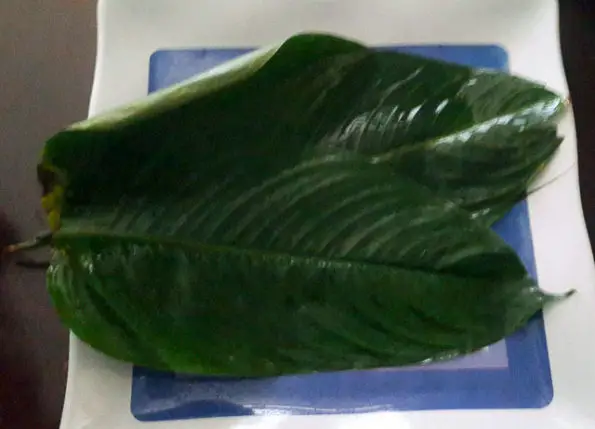 Uma leaves used for wrapping okpa