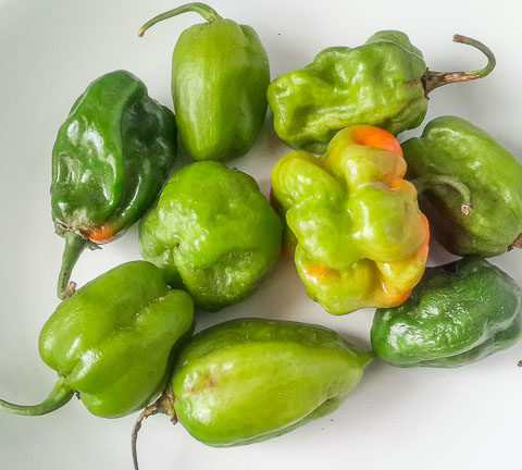 scotch bonnet 1 Nigerian cuisine: 32 Essential Nigerian food ingredients