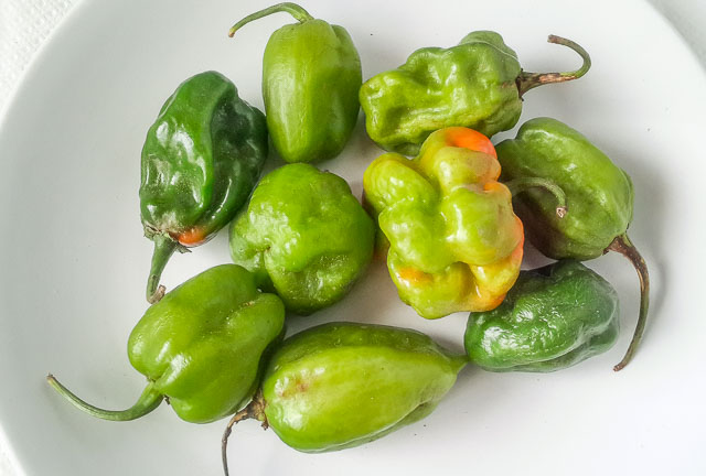 Scotch Bonnet, green