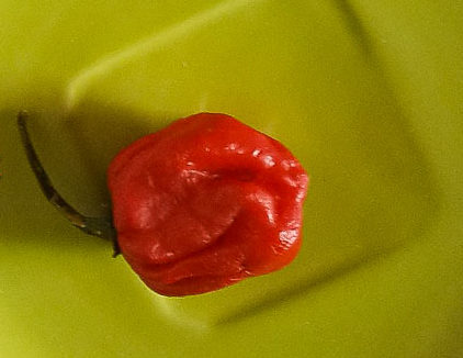 Scotch Bonnet, red