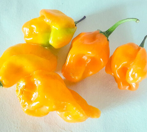 scotch bonnet yellow 1 2 e1650395002626 Nigerian cuisine: 32 Essential Nigerian food ingredients