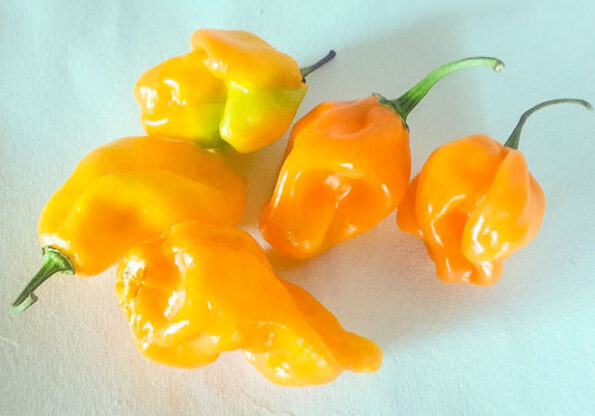 scotch bonnet yellow 1 2 e1650395002626 scotch bonnet yellow-1-2