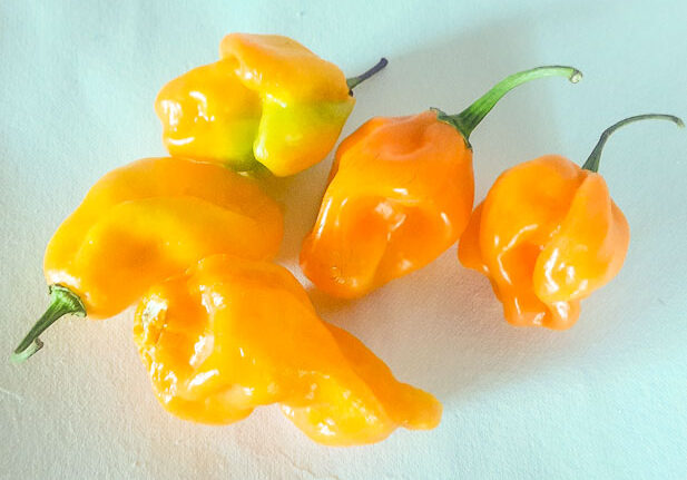 Scotch Bonnet, yellow