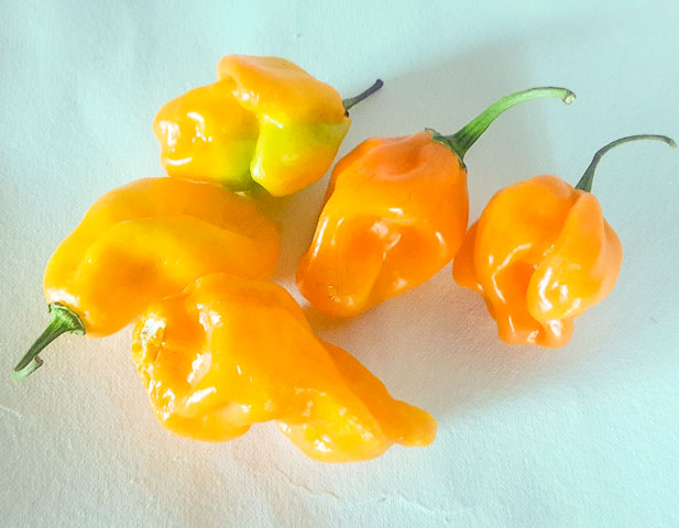 Scotch Bonnet, yellow