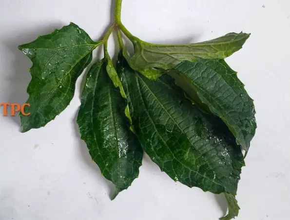 ugu leaf