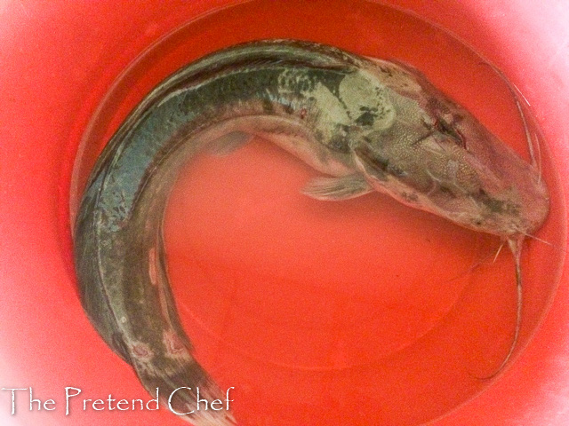 fresh live catfish in a basin of water