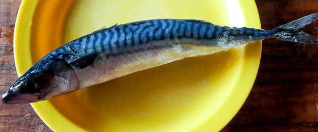 mackerel fish for Nigerian fish pie