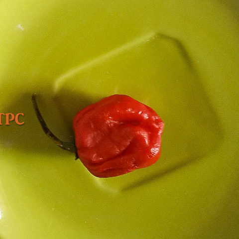 scotch bonnet