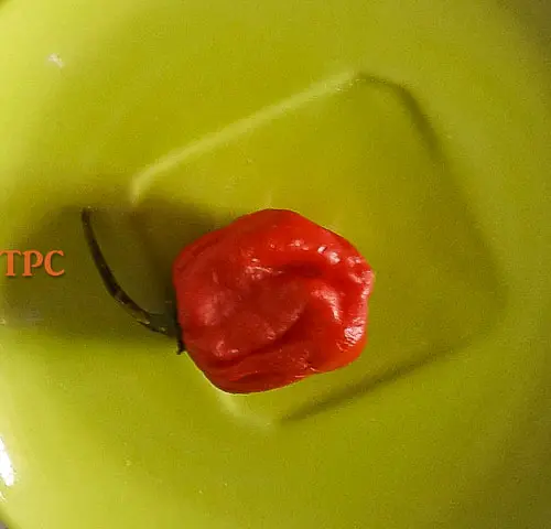 scotch bonnet