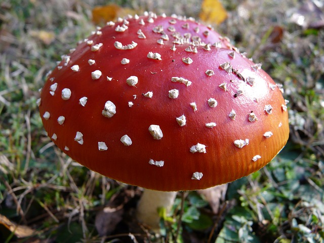magic mushroom 18 Mushroom facts, nutrients and health benefits