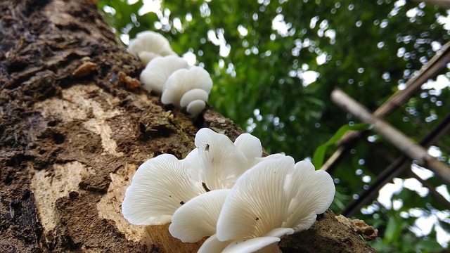 mushroom 10 18 Mushroom facts, nutrients and health benefits