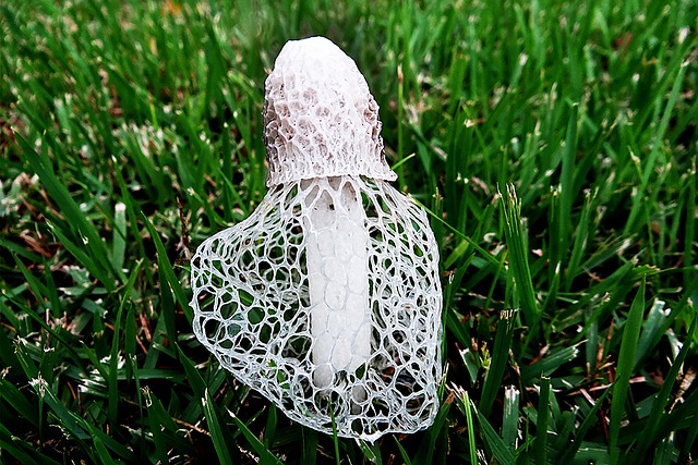mushroom 12 18 Mushroom facts, nutrients and health benefits