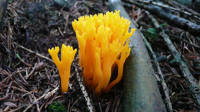 mushroom 5 18 Mushroom facts, nutrients and health benefits