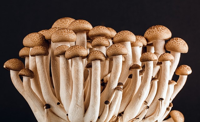 mushroom 6 18 Mushroom facts, nutrients and health benefits