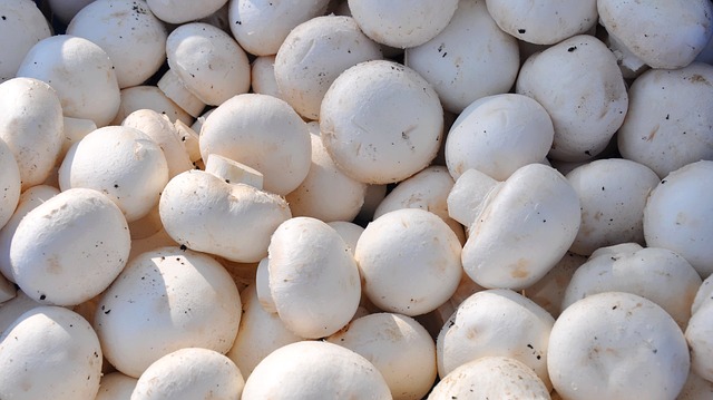 mushroom 8 18 Mushroom facts, nutrients and health benefits