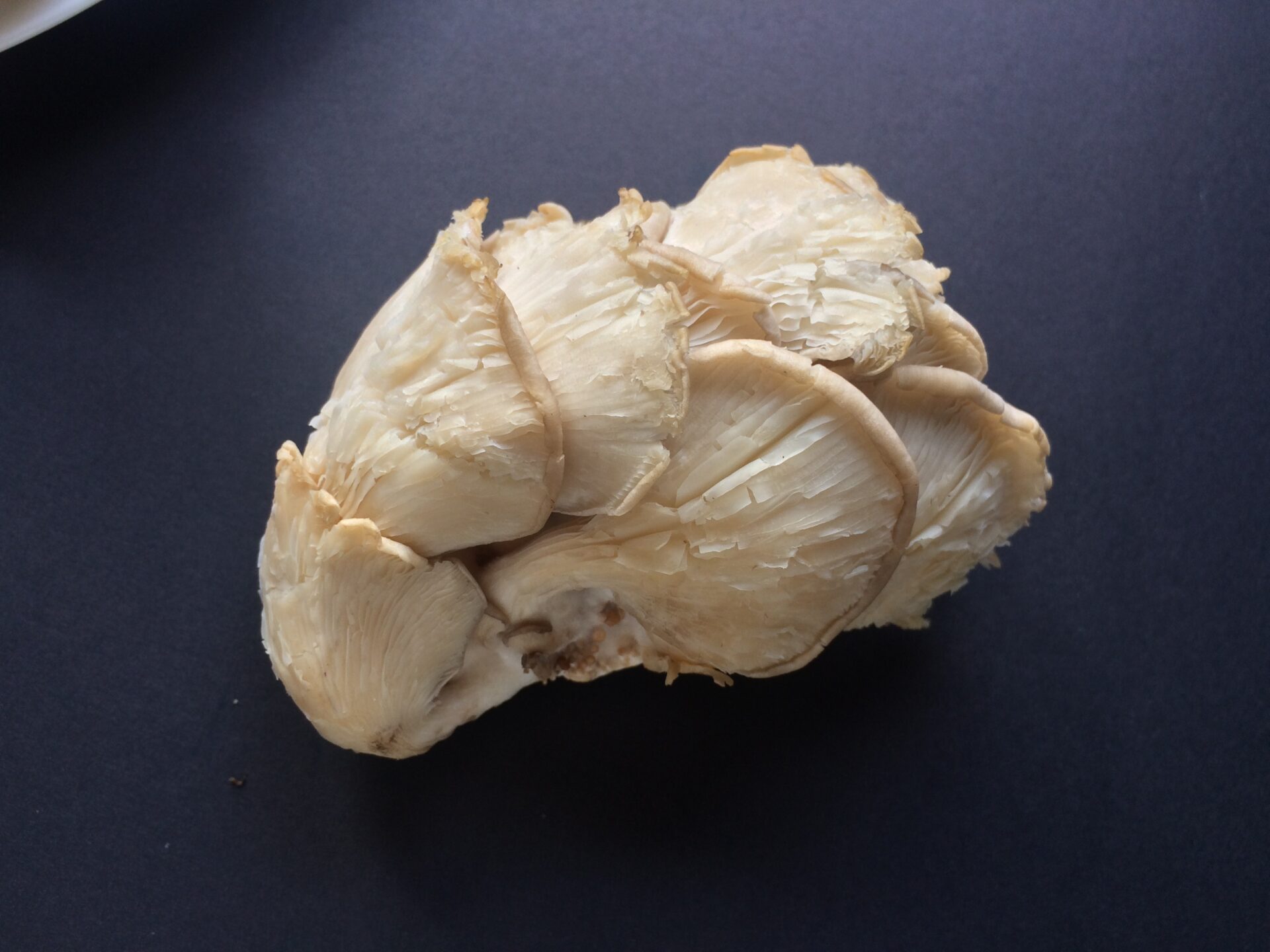 oyster mushroom 18 Mushroom facts, nutrients and health benefits