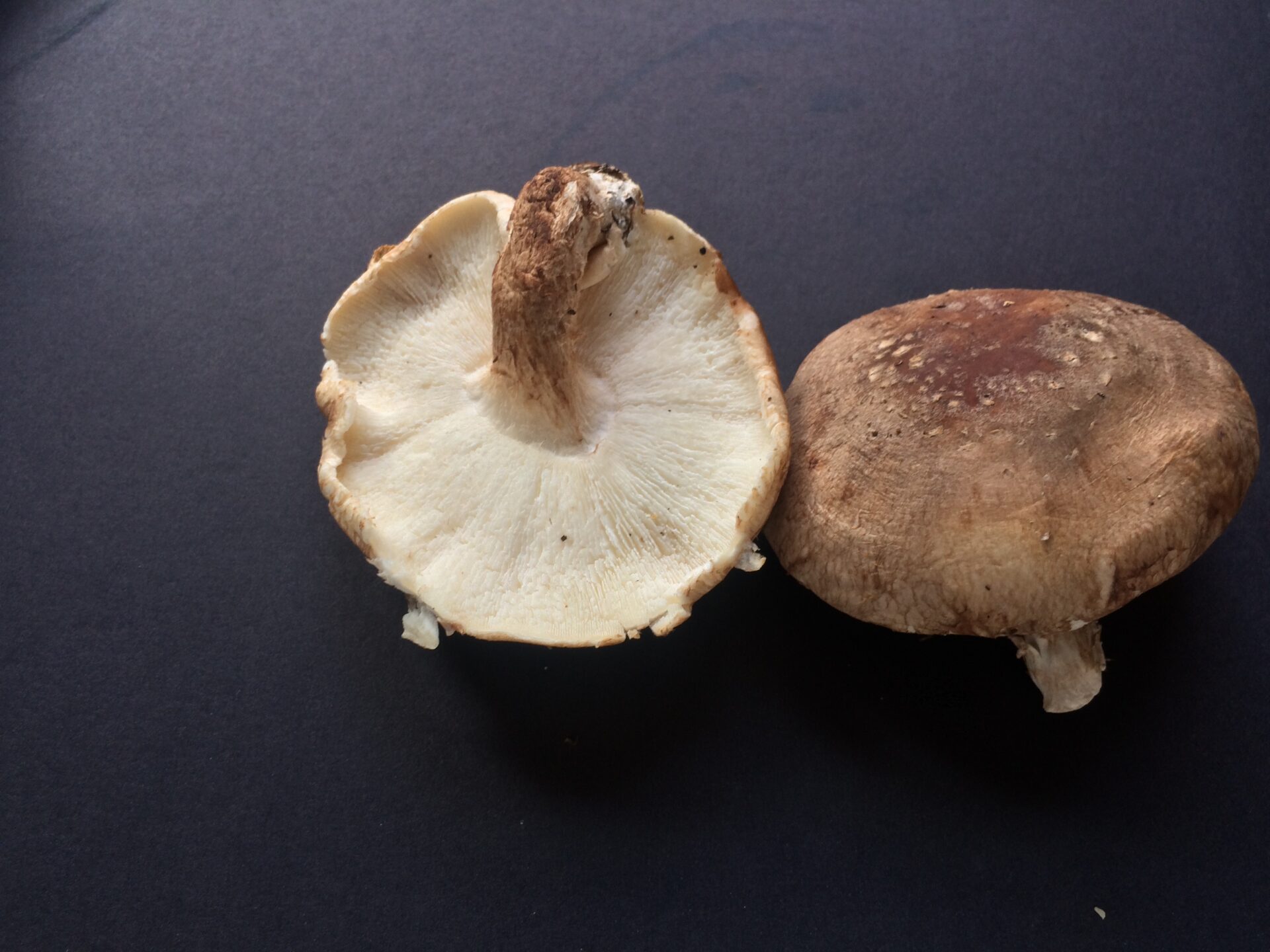 shiitake mushroom 18 Mushroom facts, nutrients and health benefits